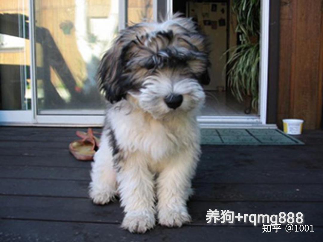 牧羊犬都有哪些种类? - 知乎