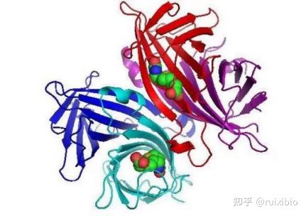 多肽抗原偶联ovabsahas转铁蛋白链霉亲和素等蛋白