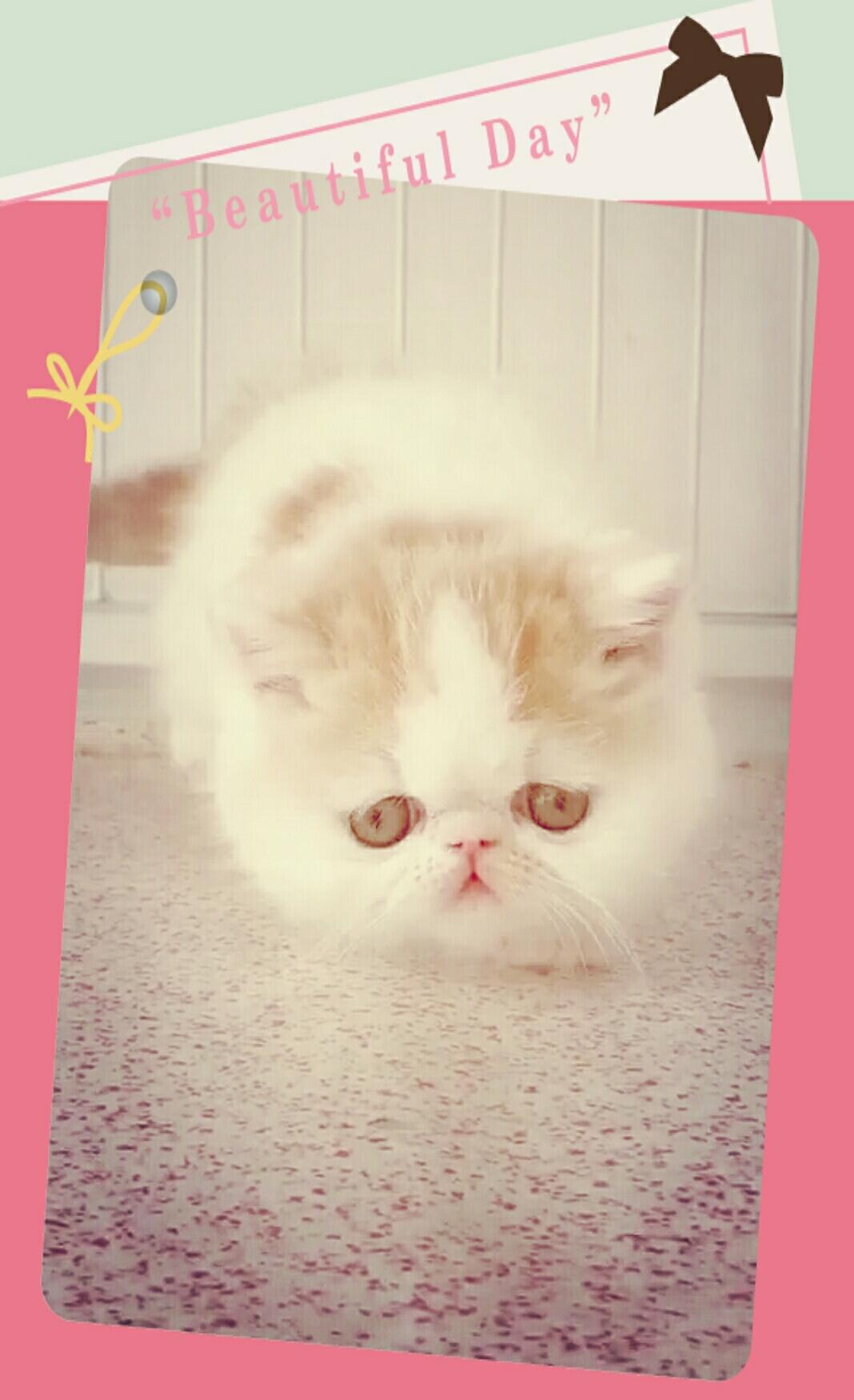 什么牌子的猫粮比较好?求建议!3个月家猫