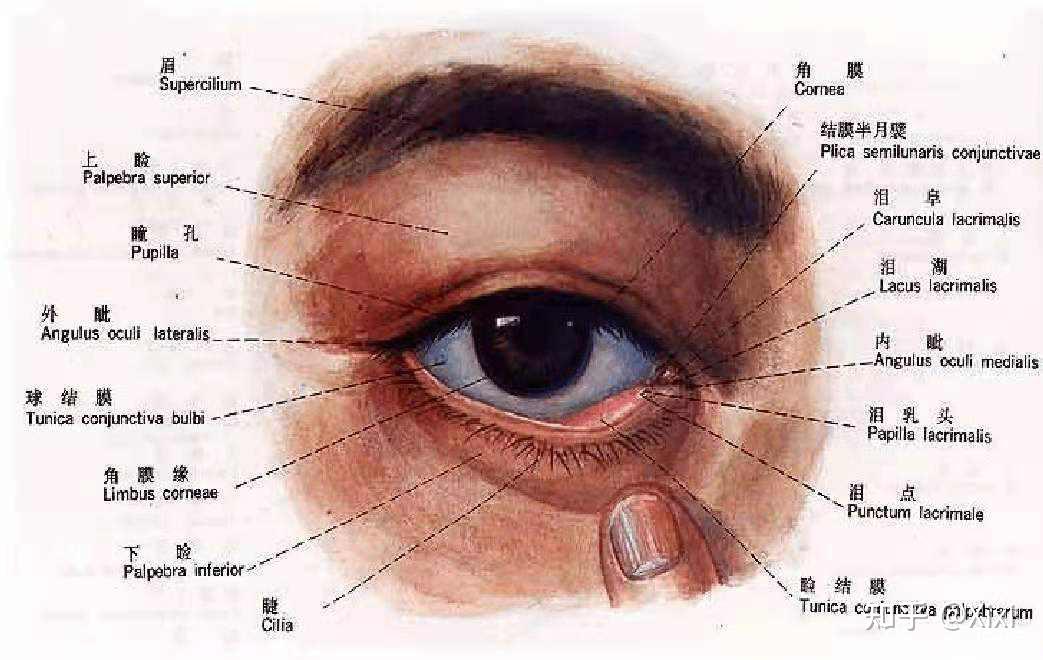 眼部皮肤组织结构图图片