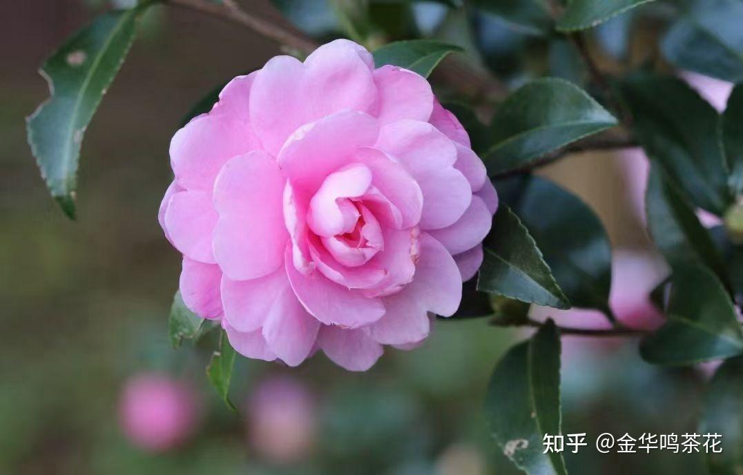 茶梅品种之新乙女绯乙女等