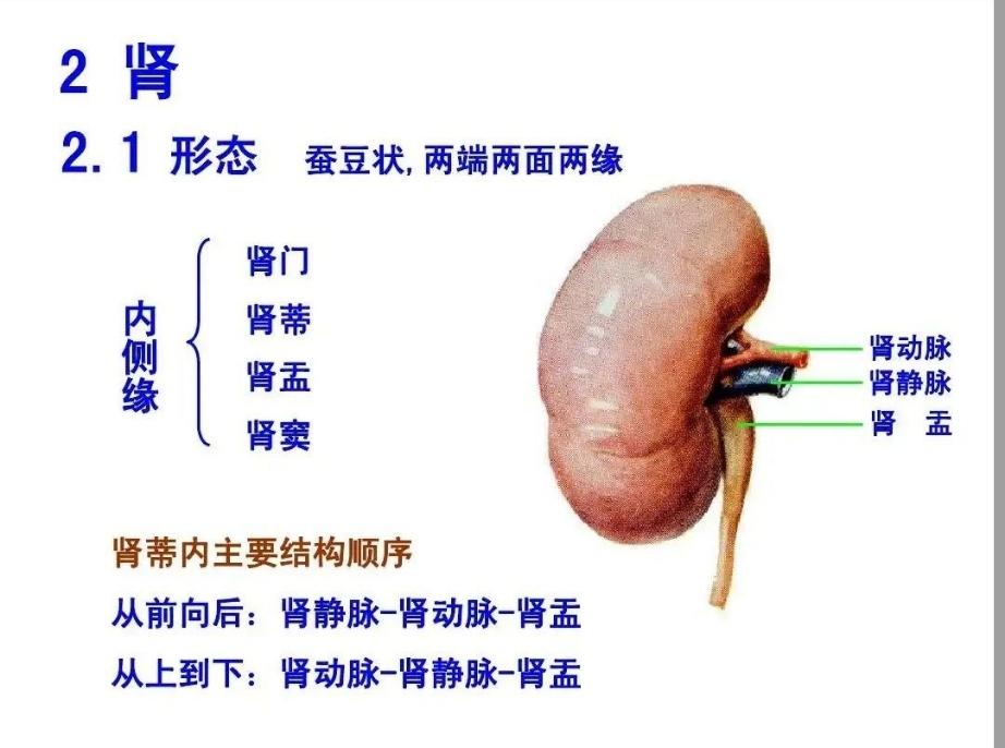 肾窦在哪个位置图片图片