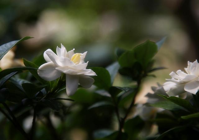 栀子花修剪的正确姿势 年年花开爆 知乎 栀子花修剪的正确姿势 年年花开爆 知乎