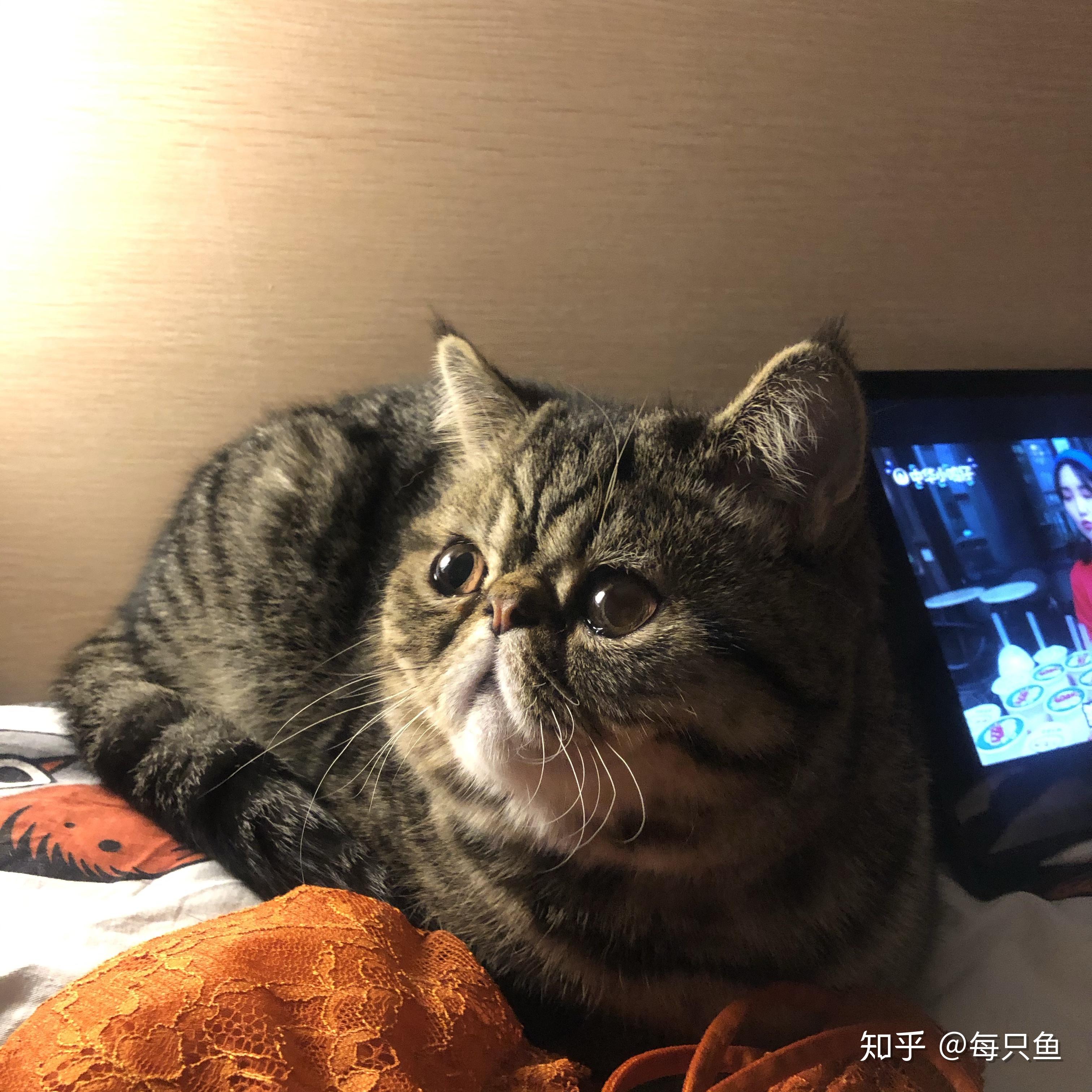 lulu是什么品种的猫