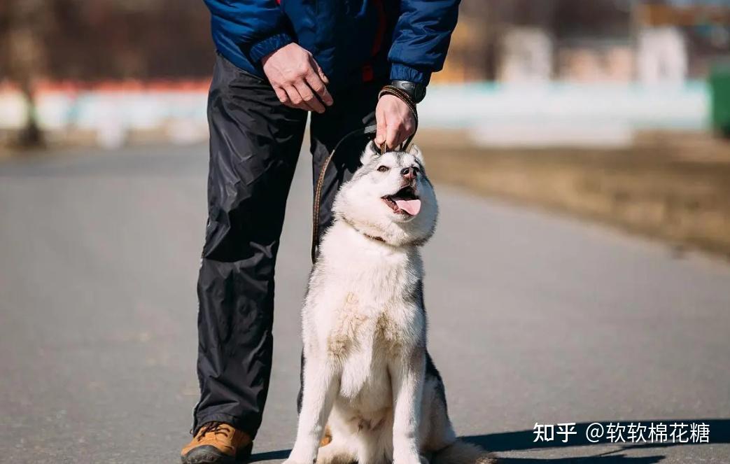 正确和错误的“抱狗”姿势,铲屎官们,赶快对号入座吧! - 知乎