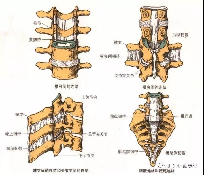 棘间韧带炎位置图图片