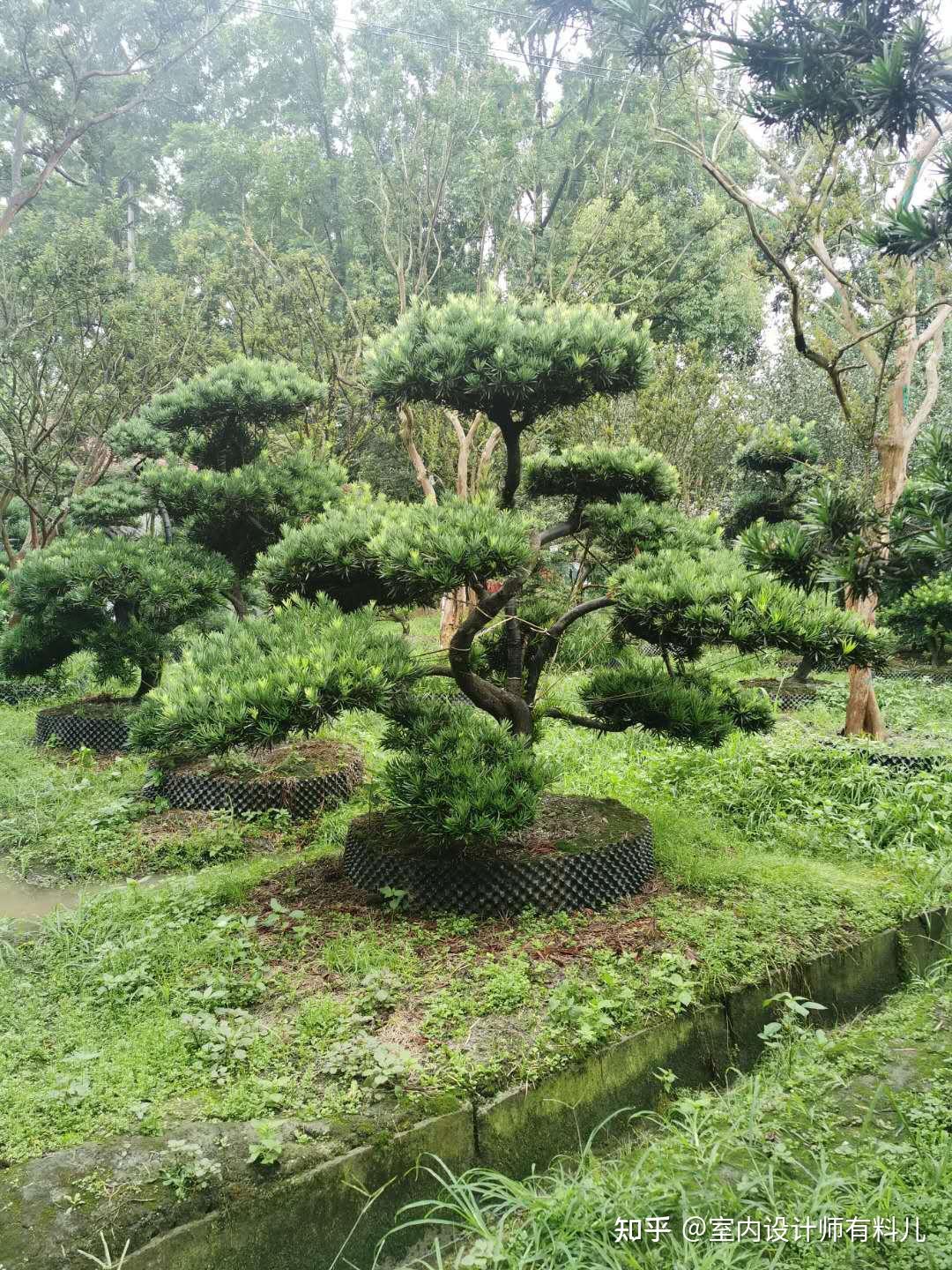 别不信,有个院子就要种这6种树,还有几种不能种 - 知乎