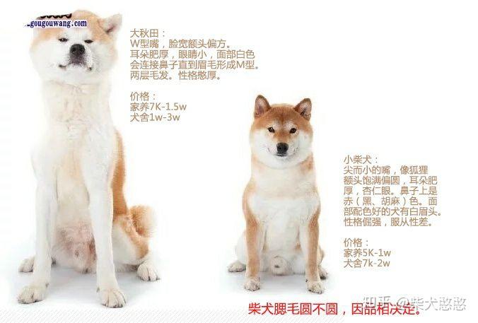 柴犬跟秋田犬怎么辨别? - 知乎