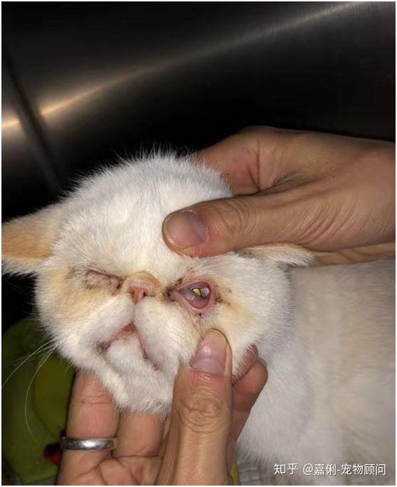 猫瘟初期症状图片