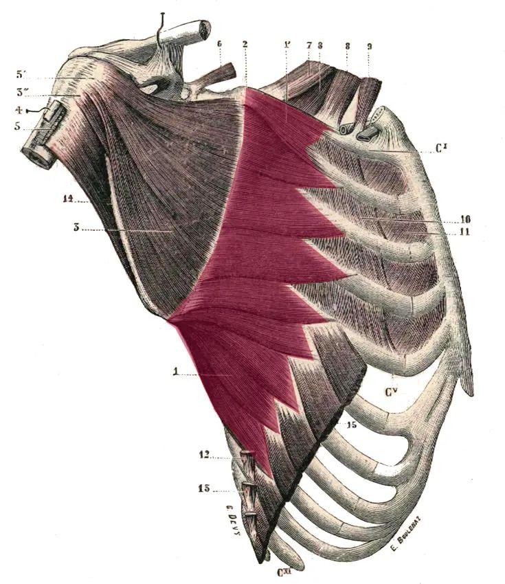 肩胛骨前引图片