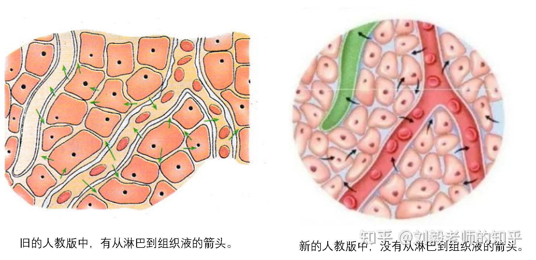 淋巴组织液血浆三角图图片