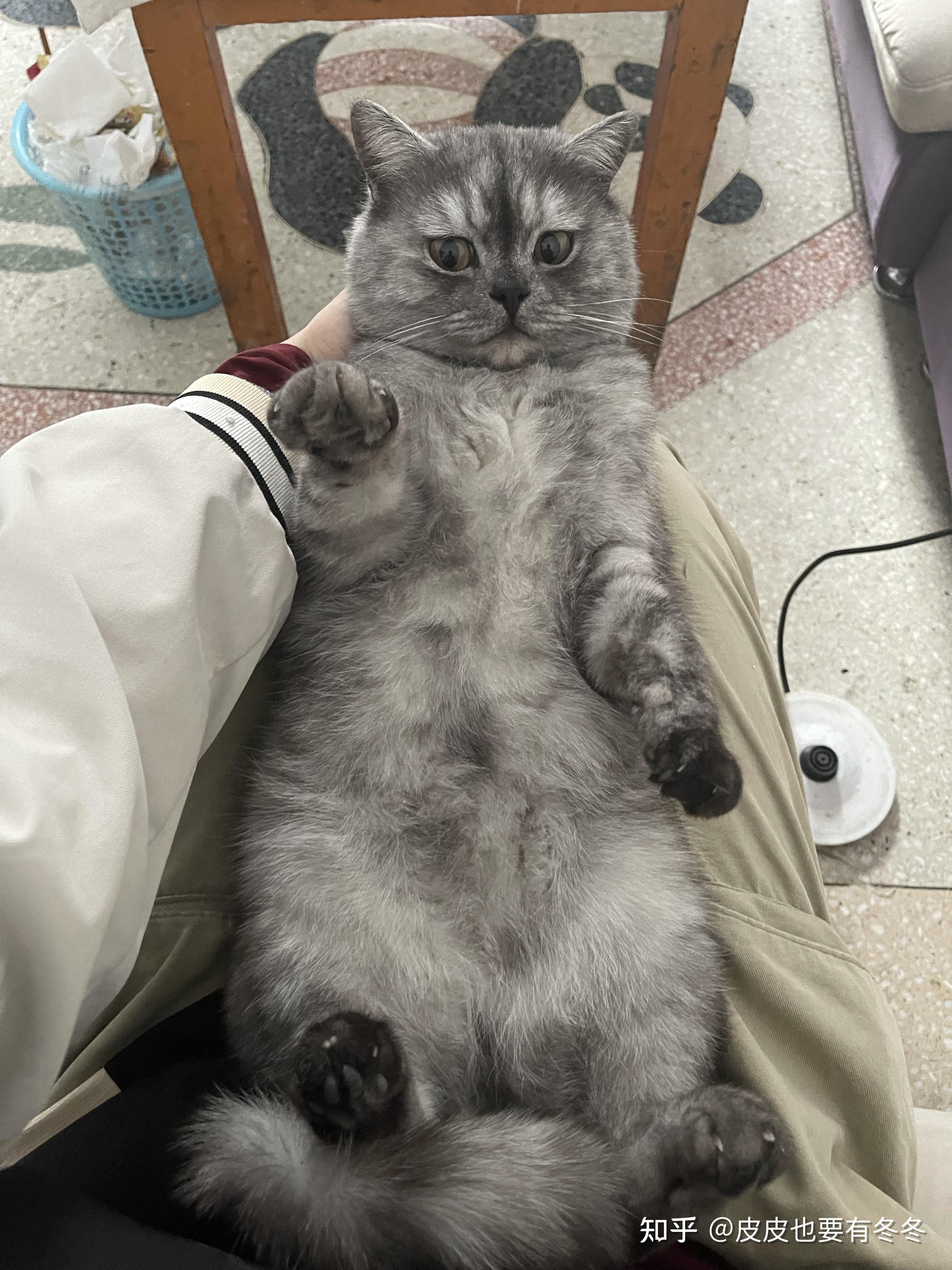 为啥我的银渐层越来越黑了?