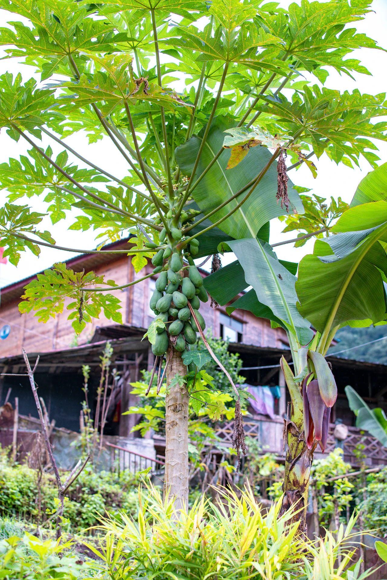 直面南迦巴瓦,坐拥云海茶园,墨脱这个村才是真正的世外桃源.