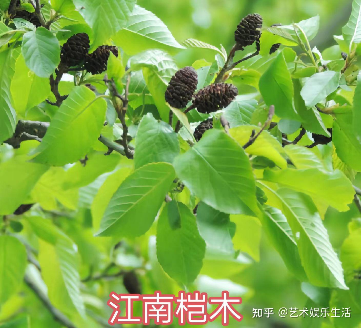 桦木科植物有哪些 - 知乎