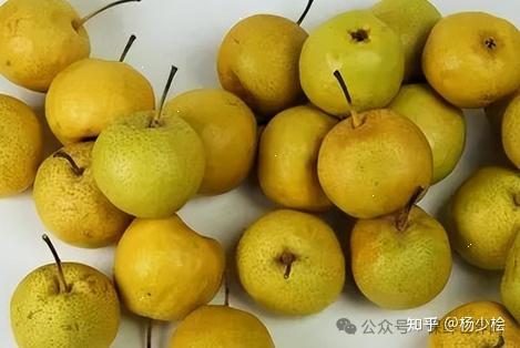 梨采后系列——梨品种 秋子梨类 - 知乎