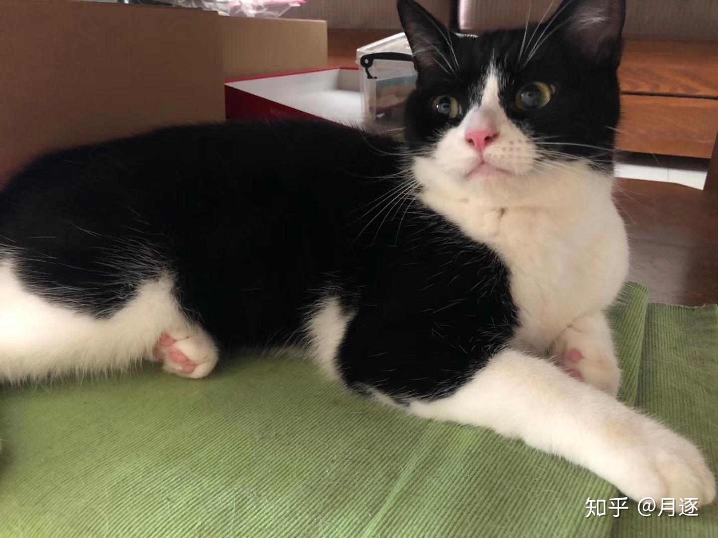 请问美短有这样的黑白颜色吗