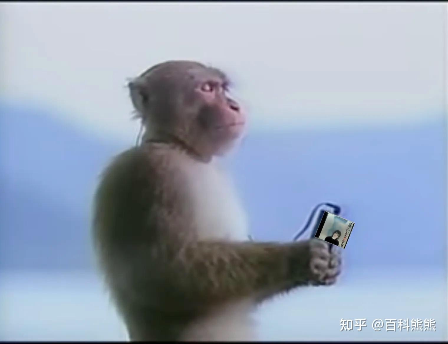 可爱猴子4k图片_4K动物图片高清壁纸_墨鱼部落格