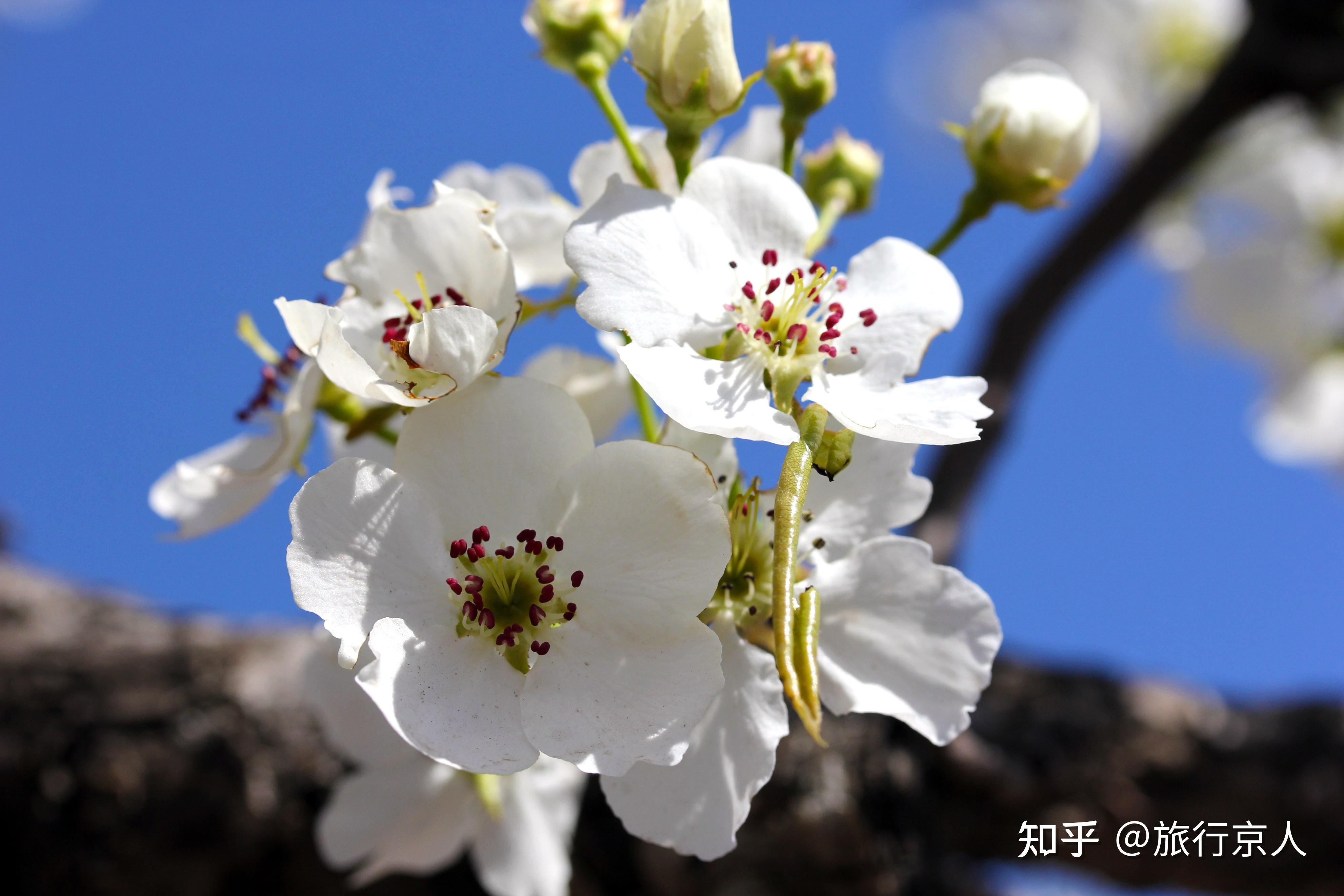 北京最大面积的万亩梨花海,正值观赏期,免费人少风景美 - 知乎
