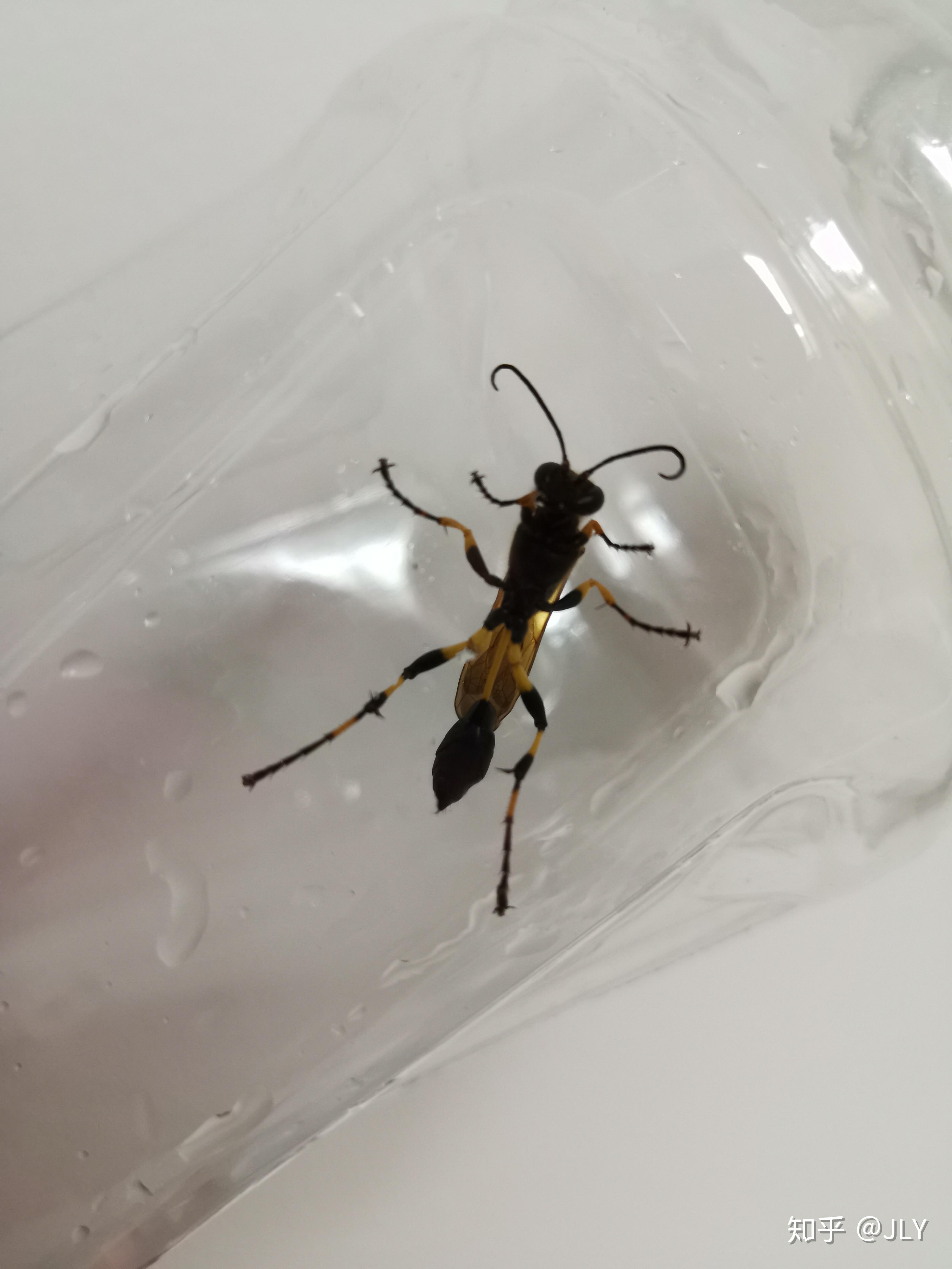 这是什么蜜蜂腰这么细这么长