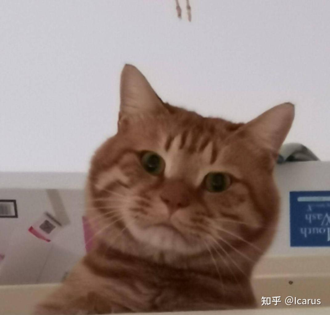 为什么大家都在说intp是猫？ - 知乎