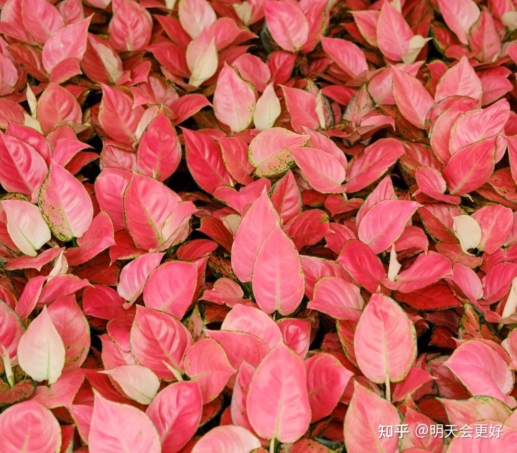 稀有观叶植物植物非试管高效快繁吉利红