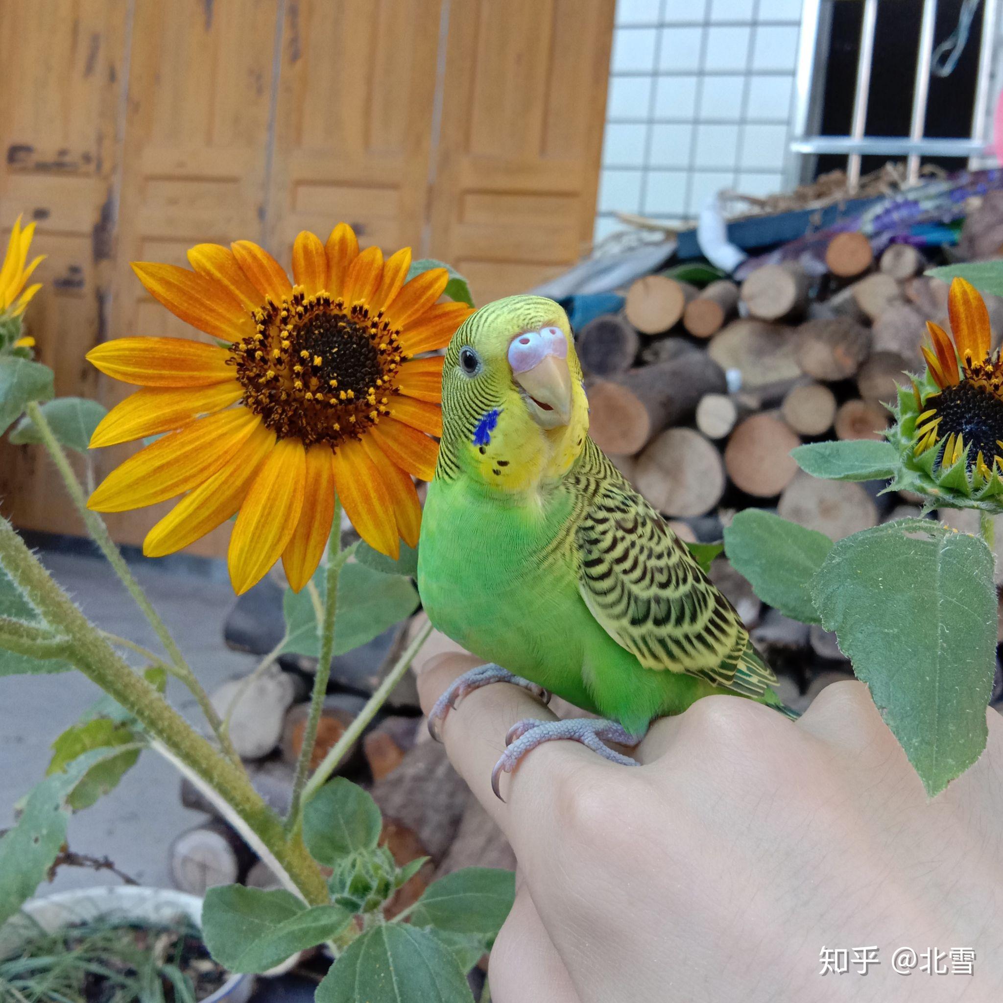 怎么养虎皮鹦鹉最好的方法 v2-62e4e3cabef94694a4d3cf9ced586c54_r.jpg