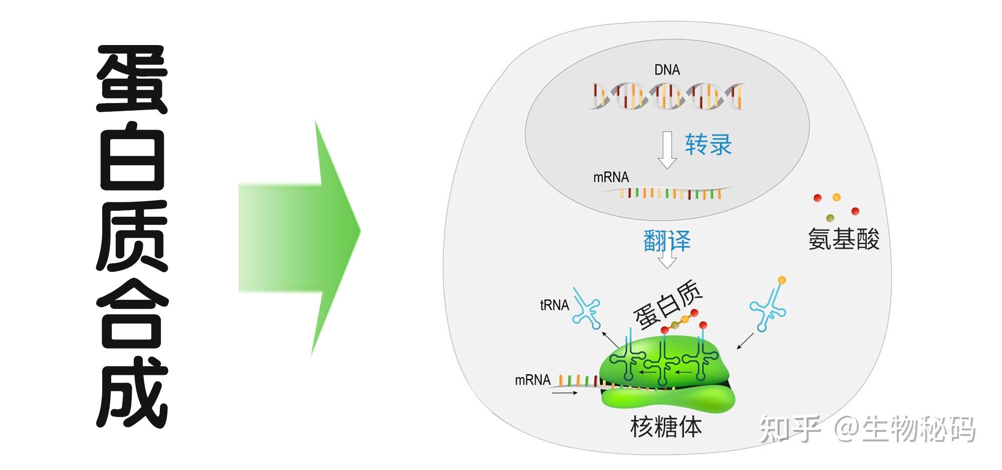 实现内源性抗衰,而且对弹性蛋白和胶原蛋白的合成均有良好的促进作用