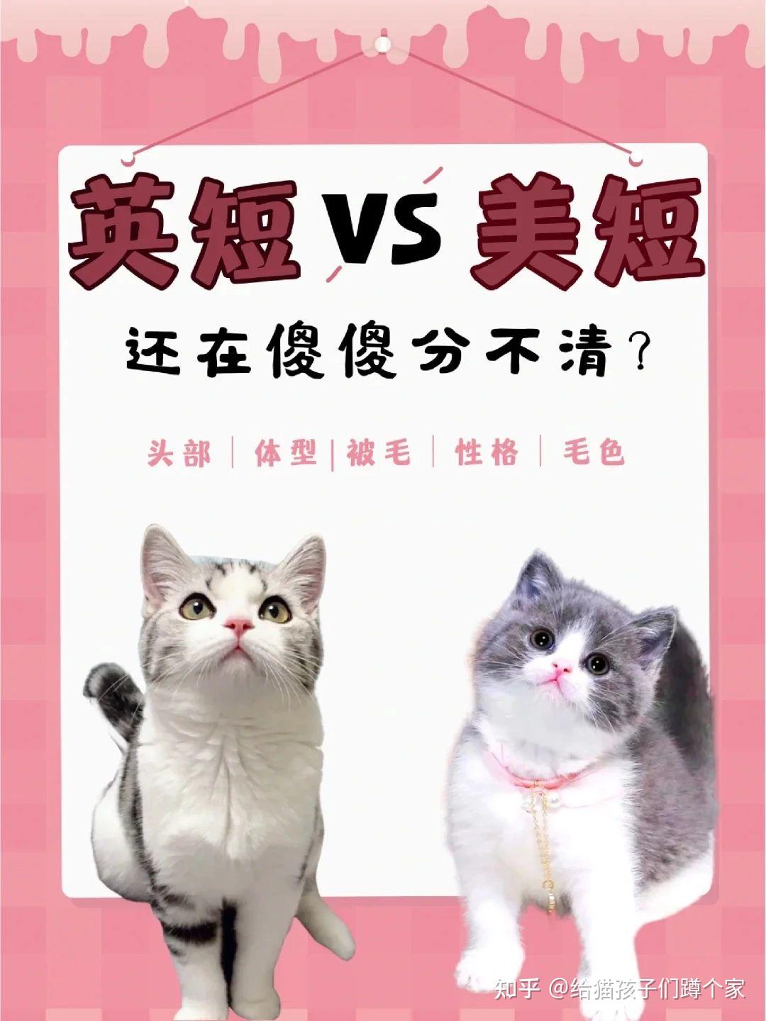 美短（美国短毛猫）和英短（英国短毛猫）有什么区别？ - 知乎
