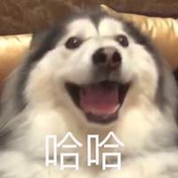 Zhihu profile picture for @oggy