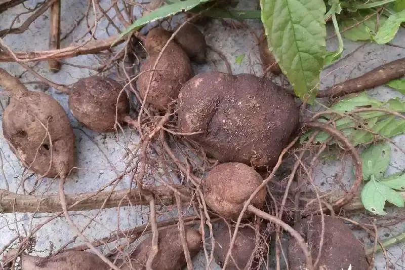 金果榄,清热解毒,利咽止痛的药食佳品