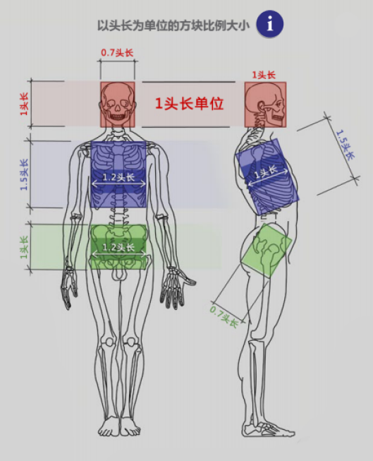 想画好胸部你就不得不知的胸腔与胸前肌肉体块详解