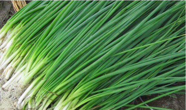 细香葱怎么种?支招高产高质的五大技巧