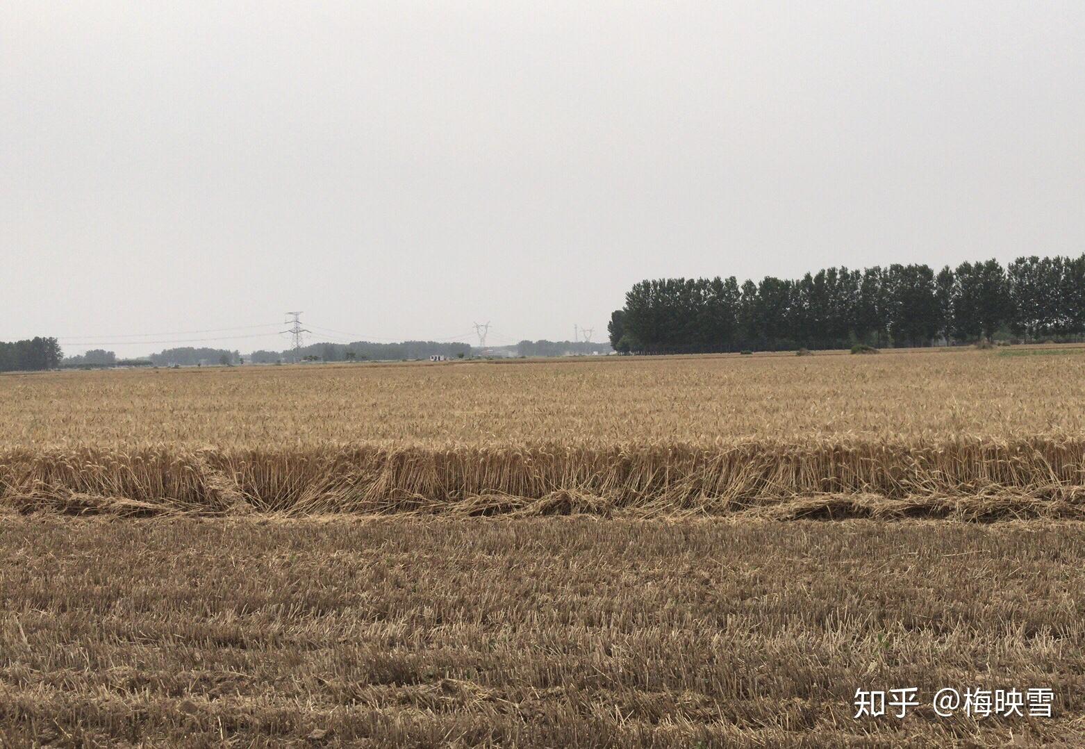 【真情写作】麦子熟了 - 知乎