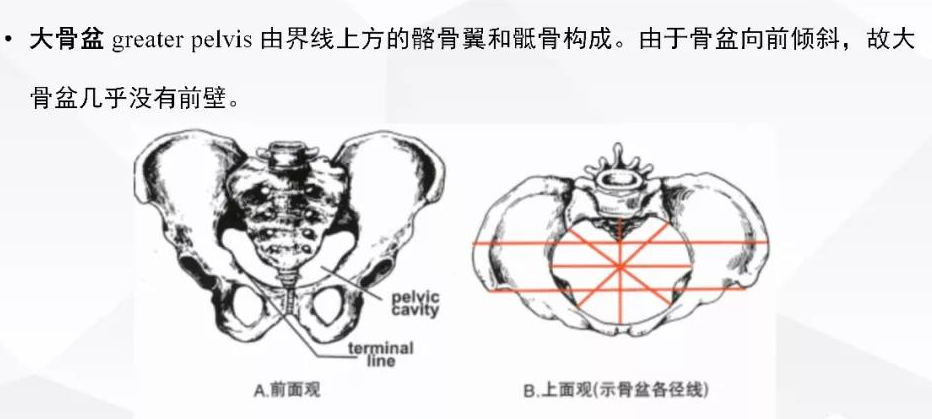 【科普】骨盆解剖知识 - 知乎