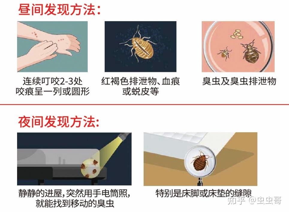 臭虫怎么消灭最彻底图片