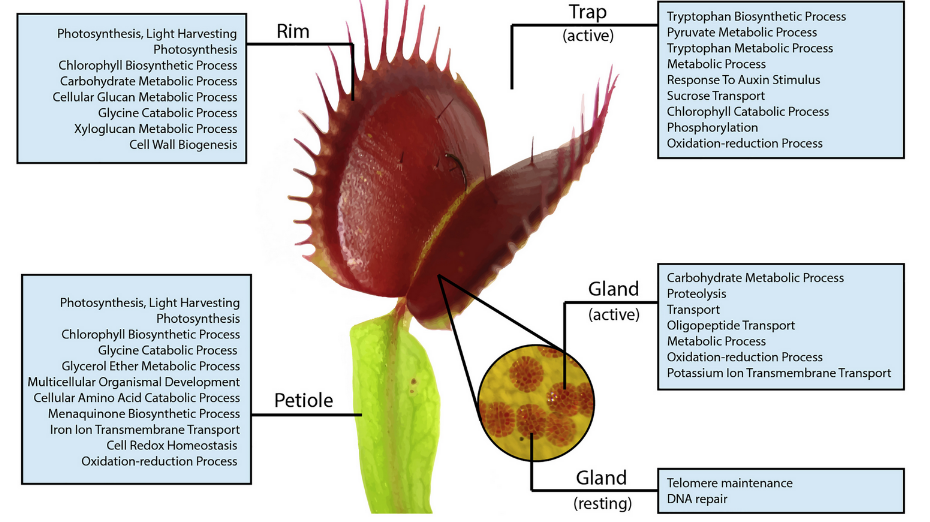 捕蝇草的身体结构图片