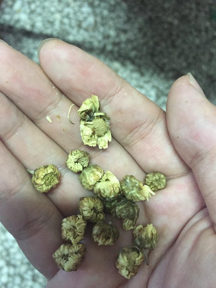 怎么辨别杭白胎菊是否发霉