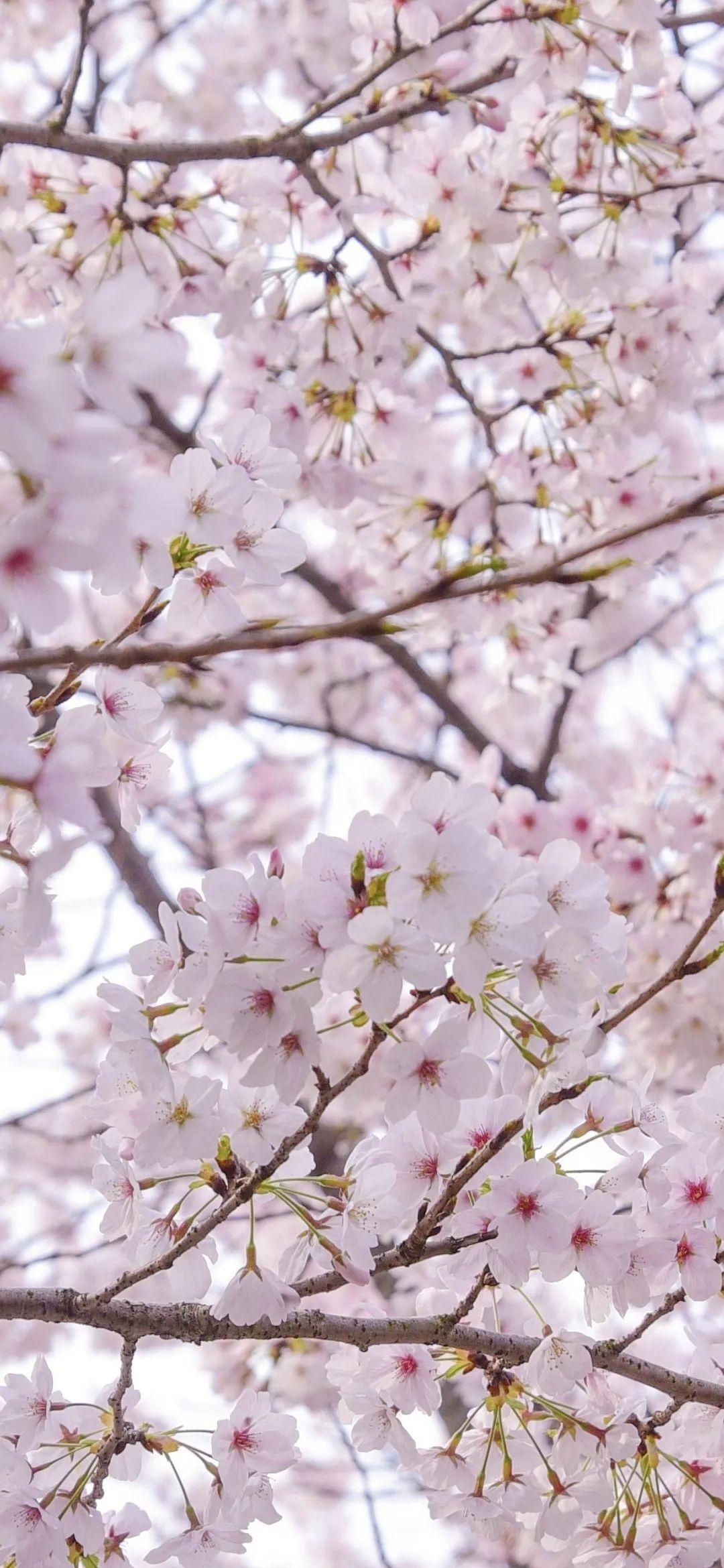 有没有同济大学的好看清晰的照片想作为壁纸