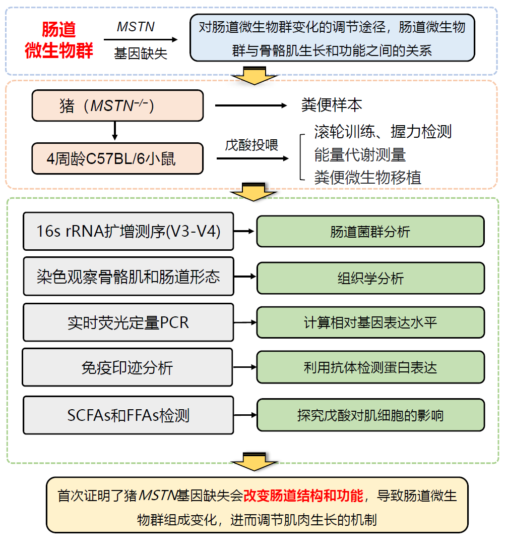 项目文章 | IF=8.713，揭秘肌肉生长抑制素“基因-肠道微生物-骨骼肌”轴调节肌肉生长机制 - 知乎