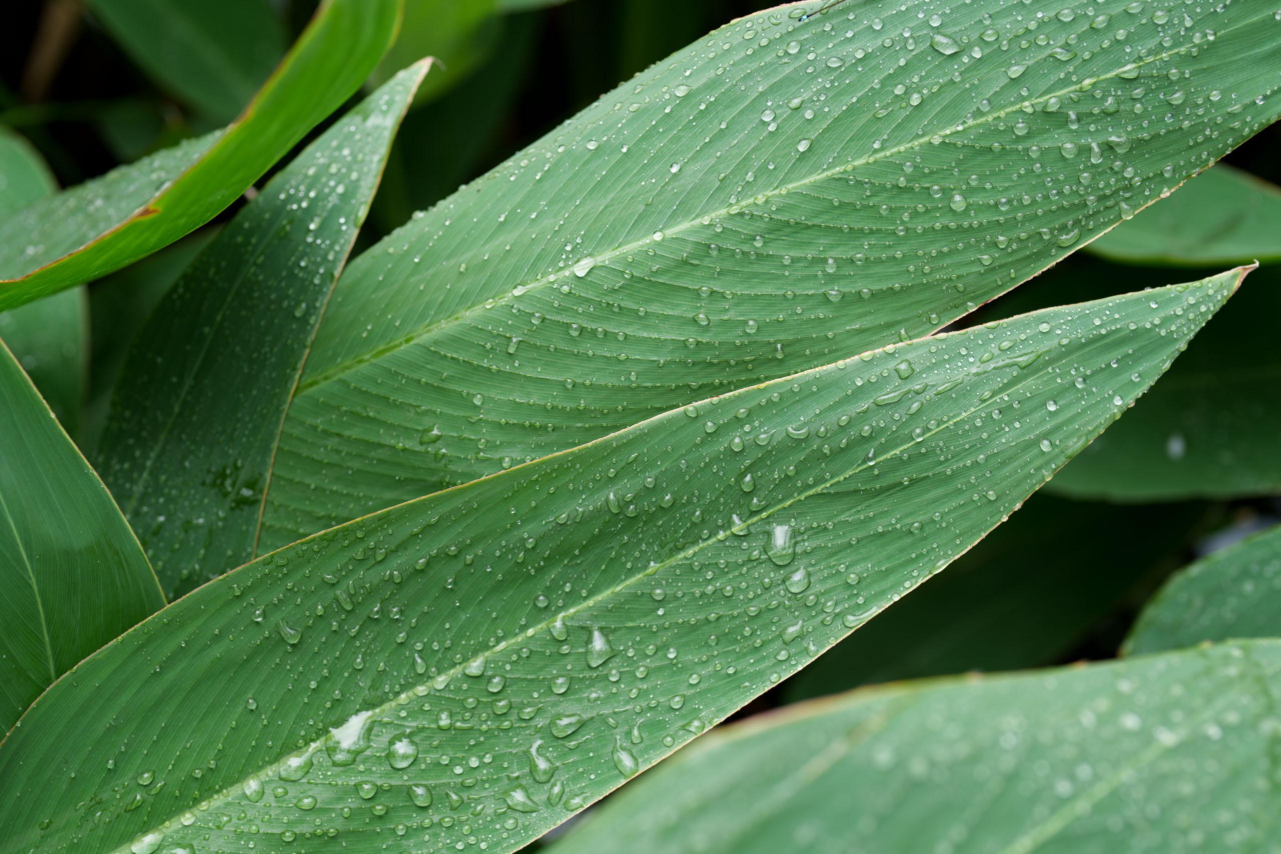 67 写回答 登录/注册 摄影 照片 手机摄影 壁纸图片 生命力 可以