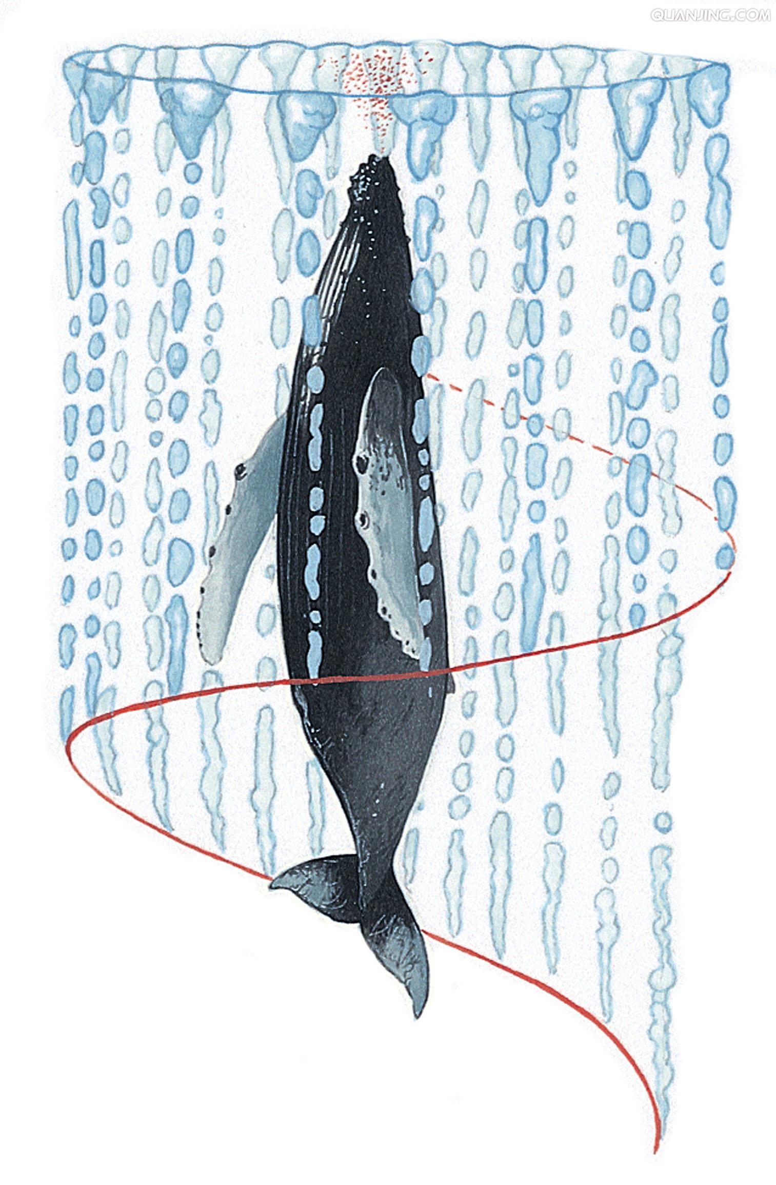 海洋里有哪些有趣的哺乳动物