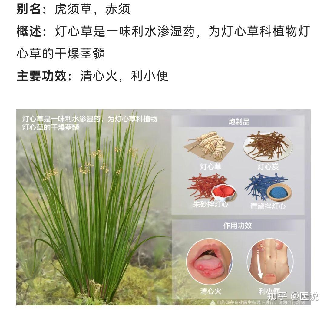灯芯草的作用和功效 - 知乎