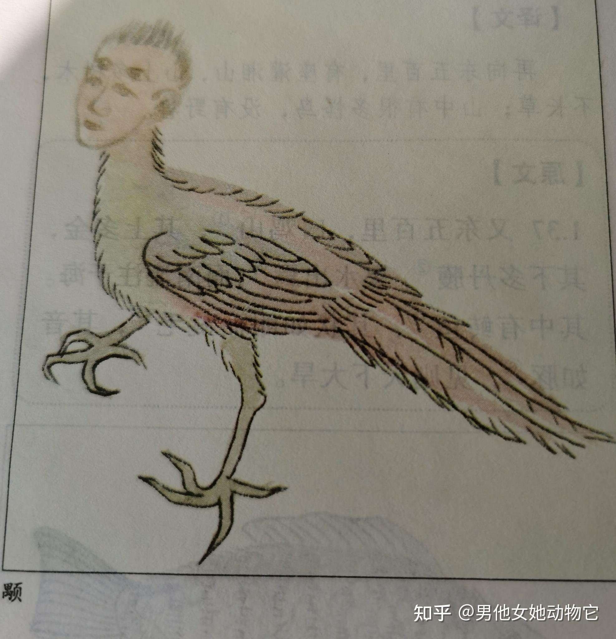 人脸猫头鹰一样的鸟山海经