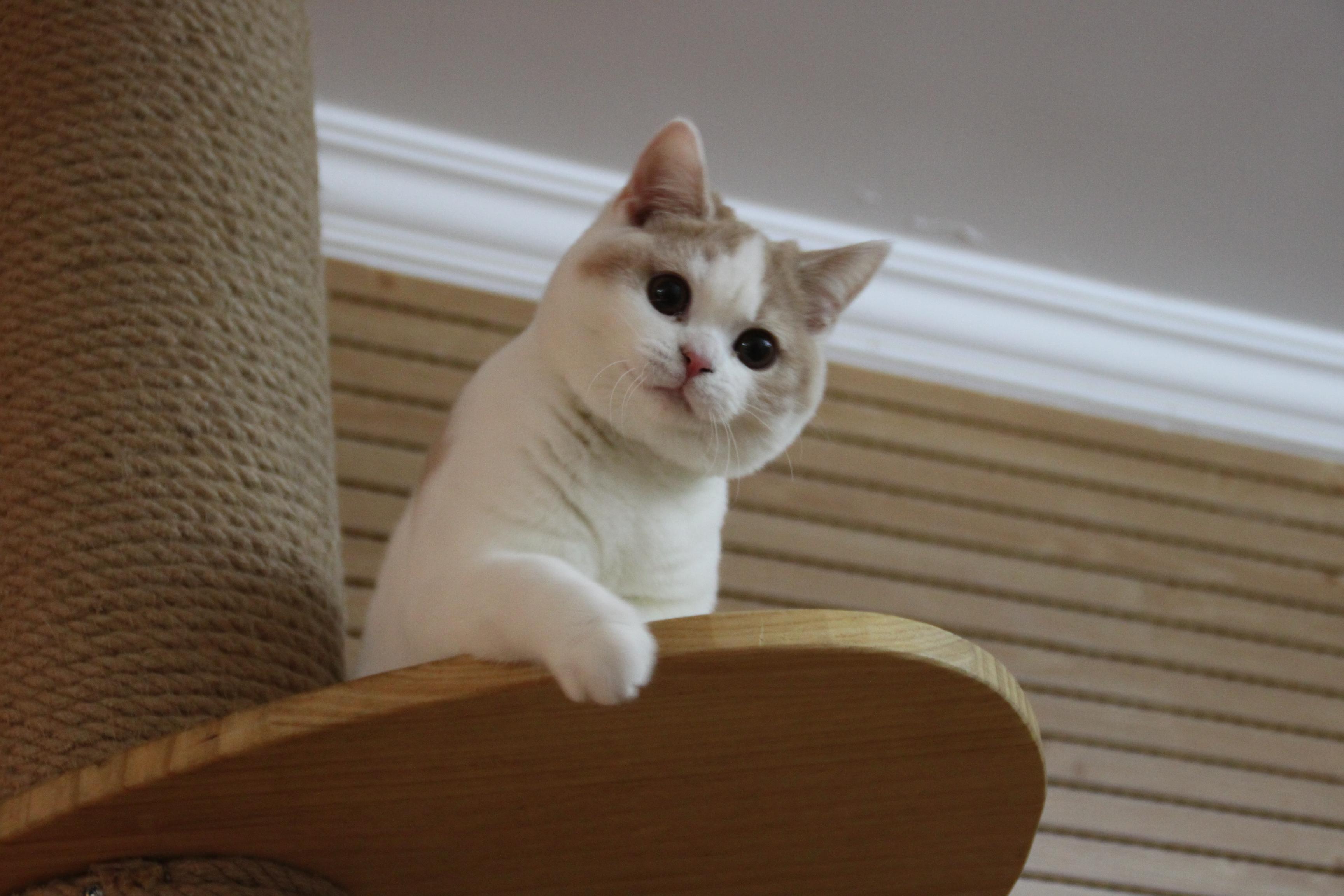 2019沐米宠物 沐米猫舍 英短繁育计划