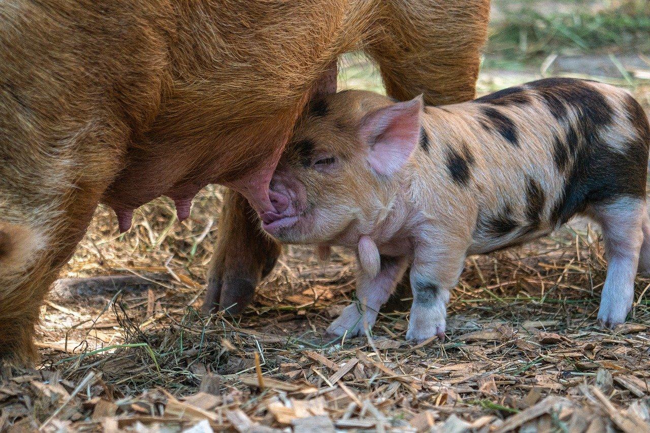 拯救小羊勇敢行
