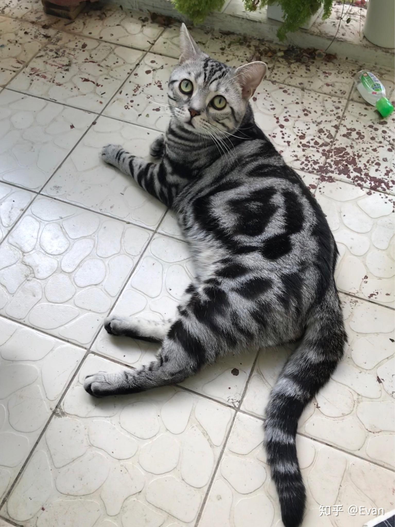 冒昧的问一下 虎斑猫可以跟中华田园猫配种吗? - 知乎