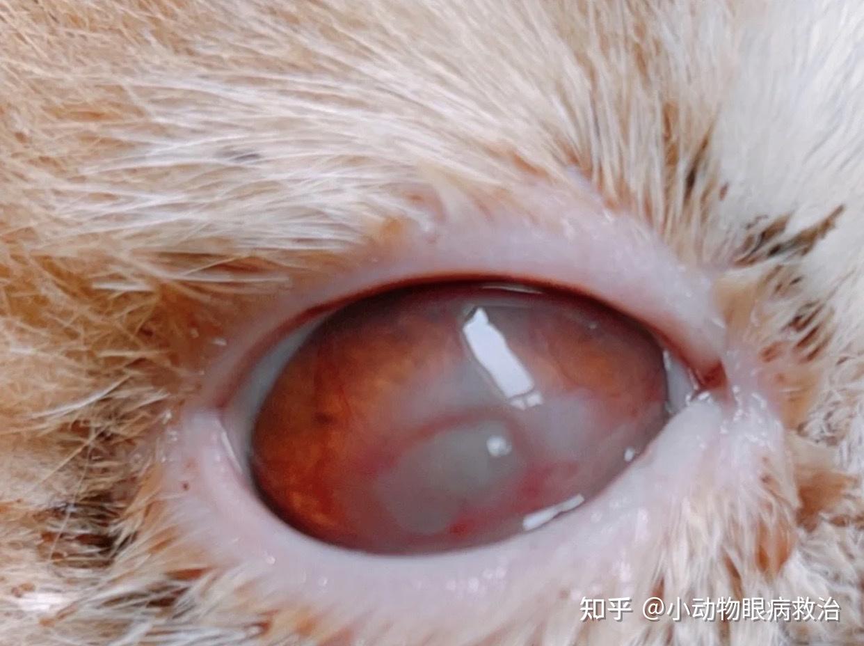 猫咪的眼病症状及对应治疗方法-泪溢症 - 知乎