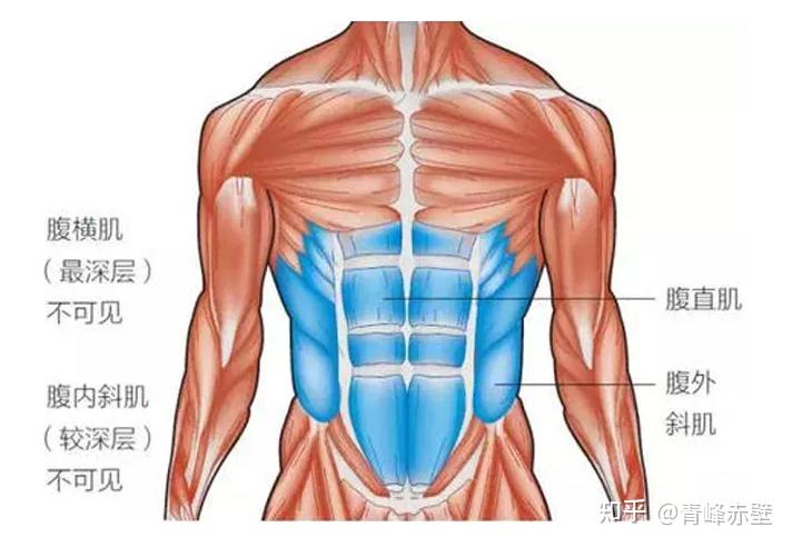 腹外斜肌和腹内斜肌图片