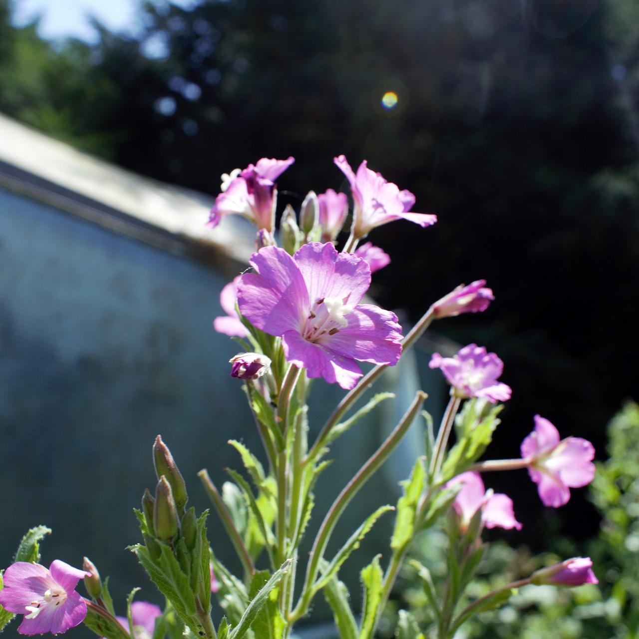植物倒伏怎么办