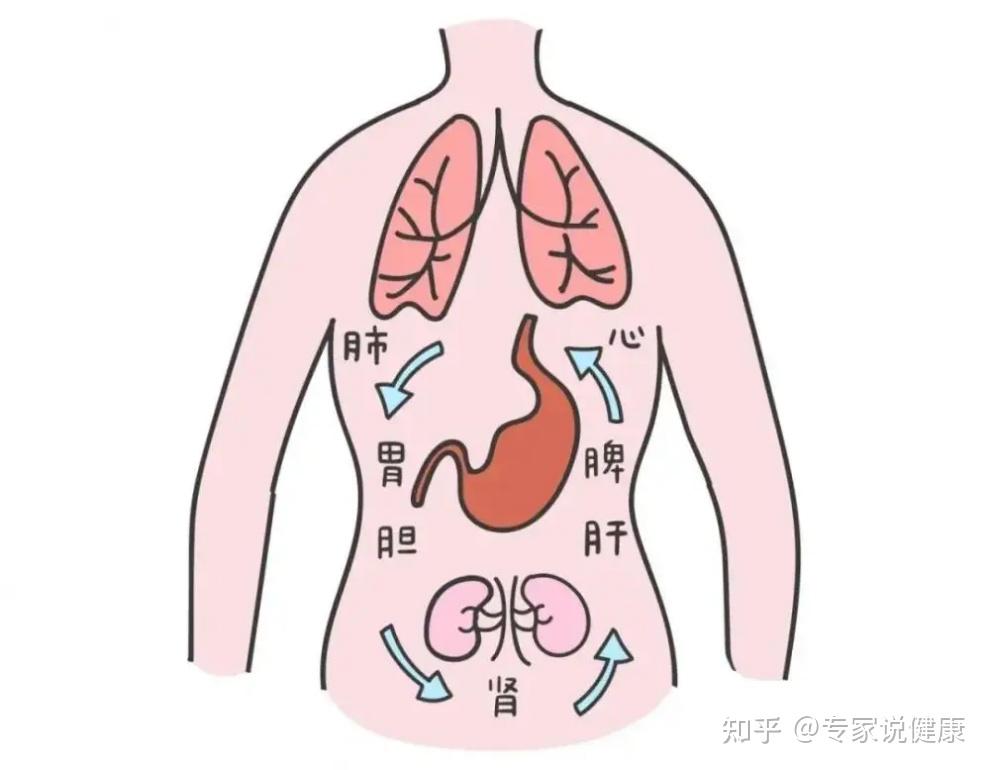 祖国医学中,历代医家将人体各脏腑按上中下所处的位置,分为上焦,中焦